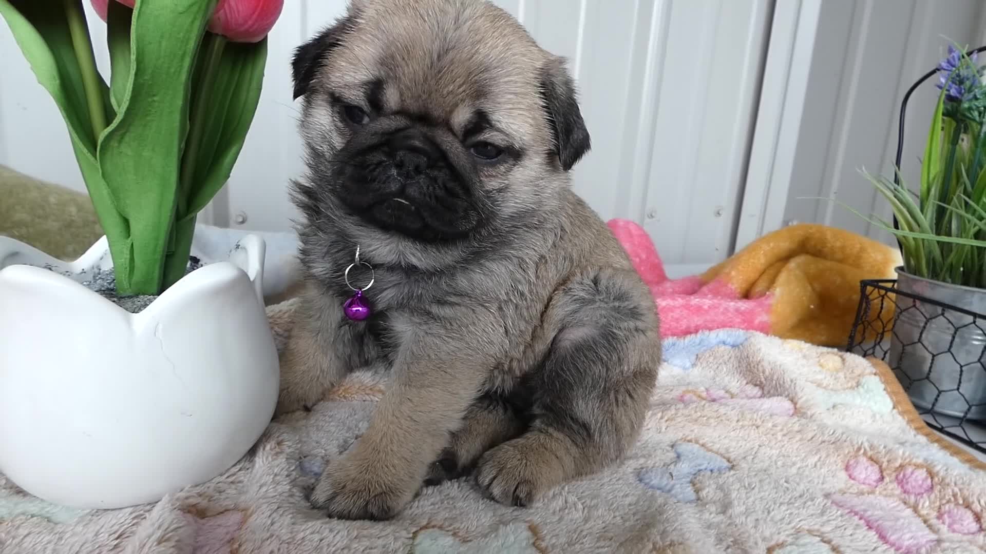 Pug dogs for sale: Pug Puppy 3 Lilac - Video 1