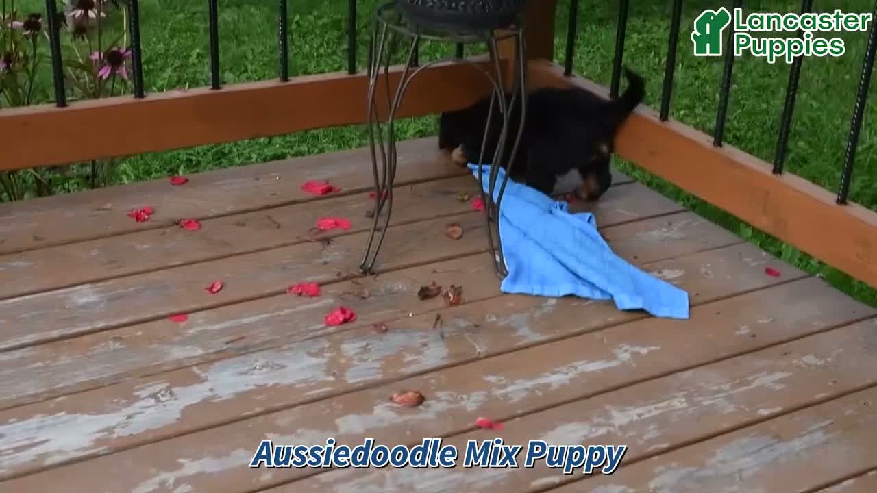 Mixed Breed dogs for sale: Brady - Video 1
