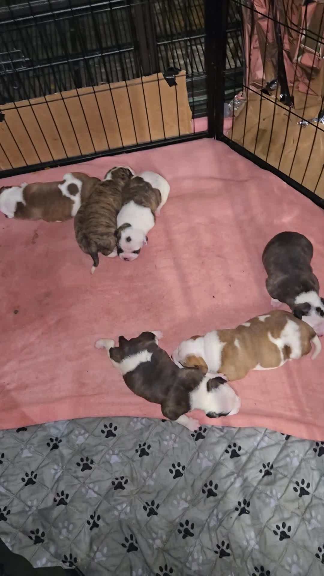 American Bulldog dogs for sale: American Bulldog 1 - Video 9