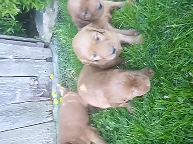Mixed Breed dogs for sale: Tipper - Video 3