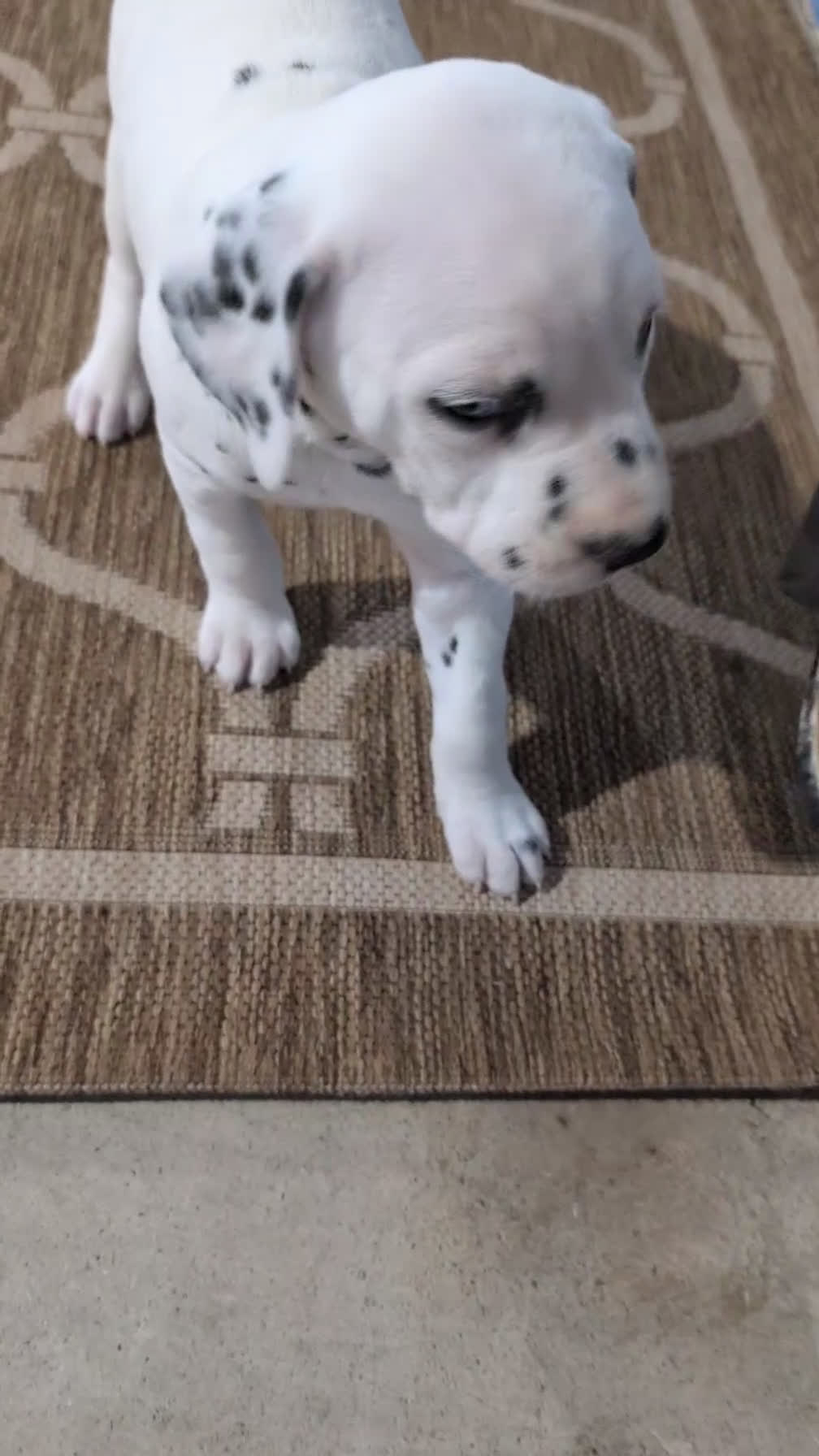 Dalmatian dogs for sale: Kody - Video 1