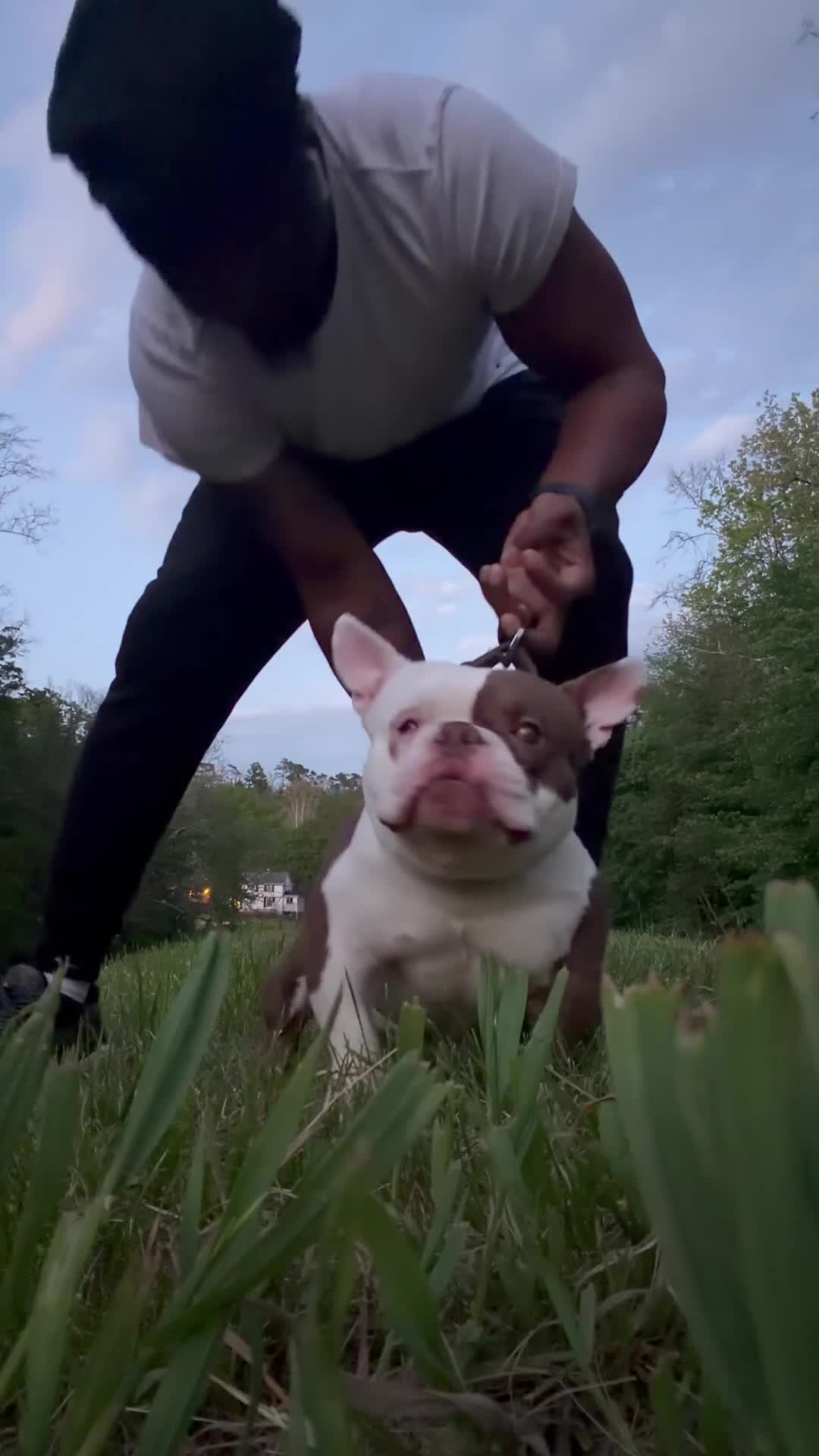 American Bully dogs for stud: APOLLO CREED –MICRO POCKET AMERICAN BULLY  - Video 1
