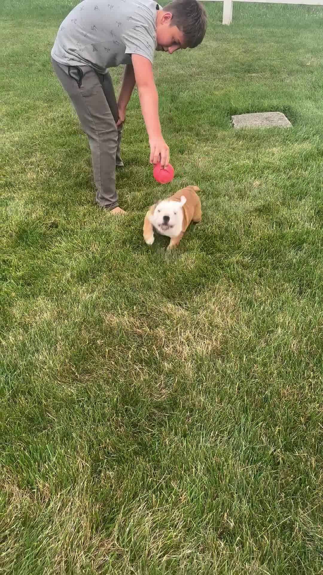 English Bulldog dogs for sale: Tara - Video 1