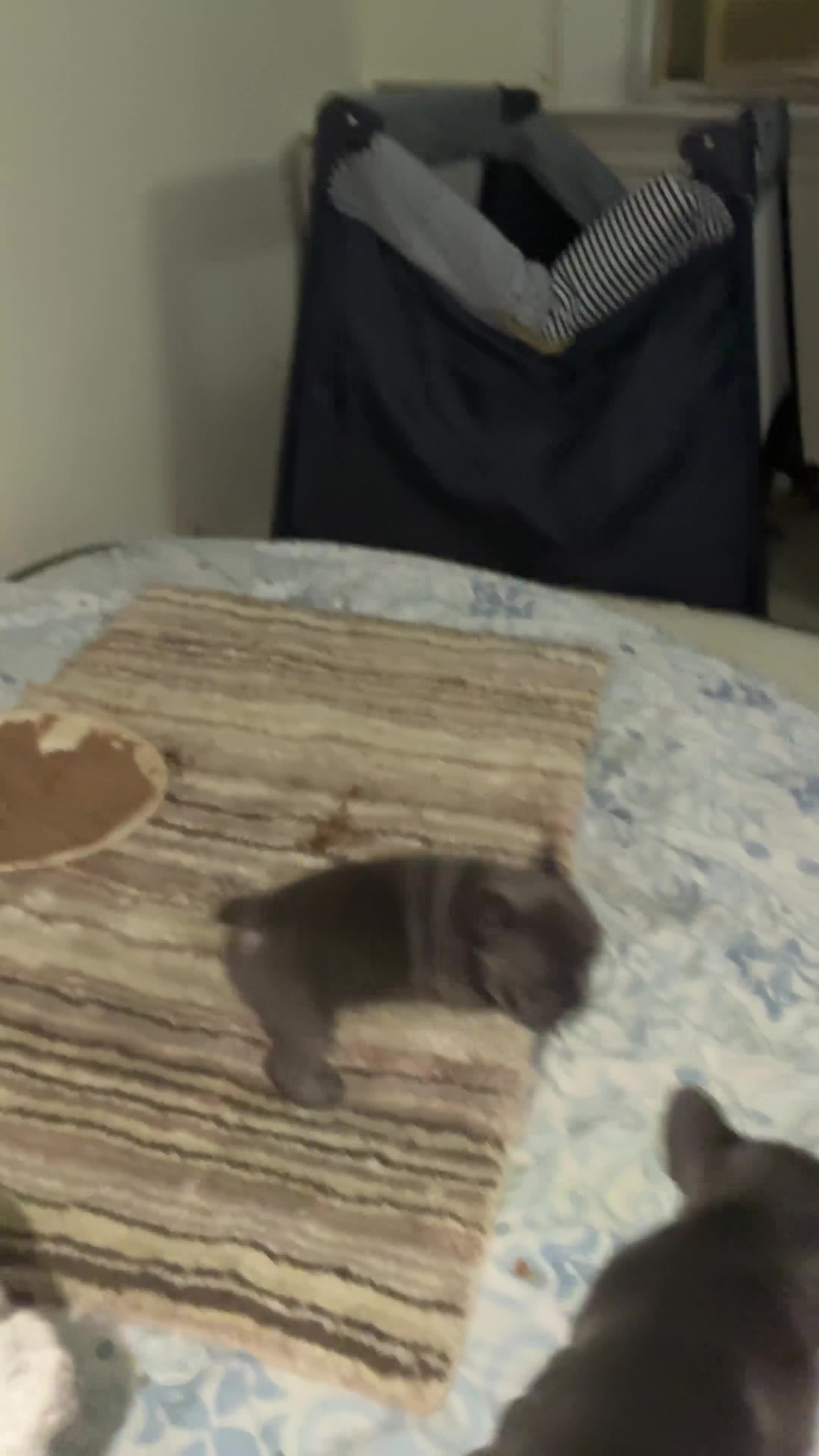 French Bulldog dogs for sale: French Bulldog 2 - Video 1