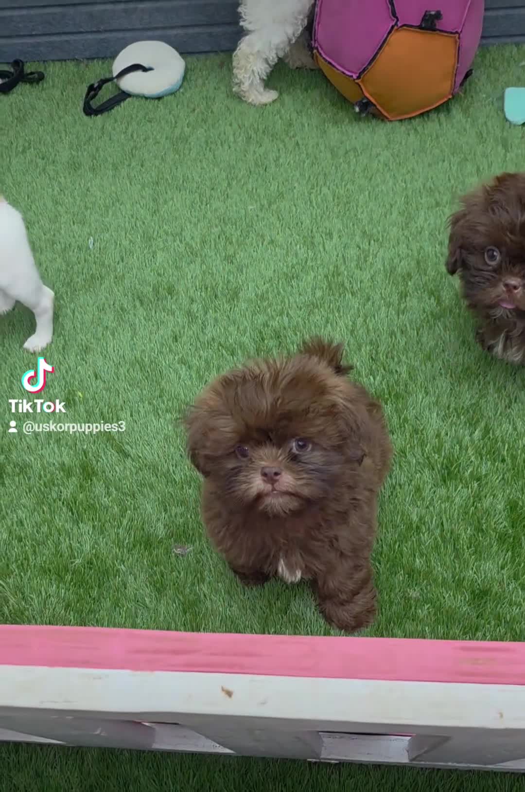 Shih Tzu dogs for sale: Shih Tzu 2 Luna  - Video 4
