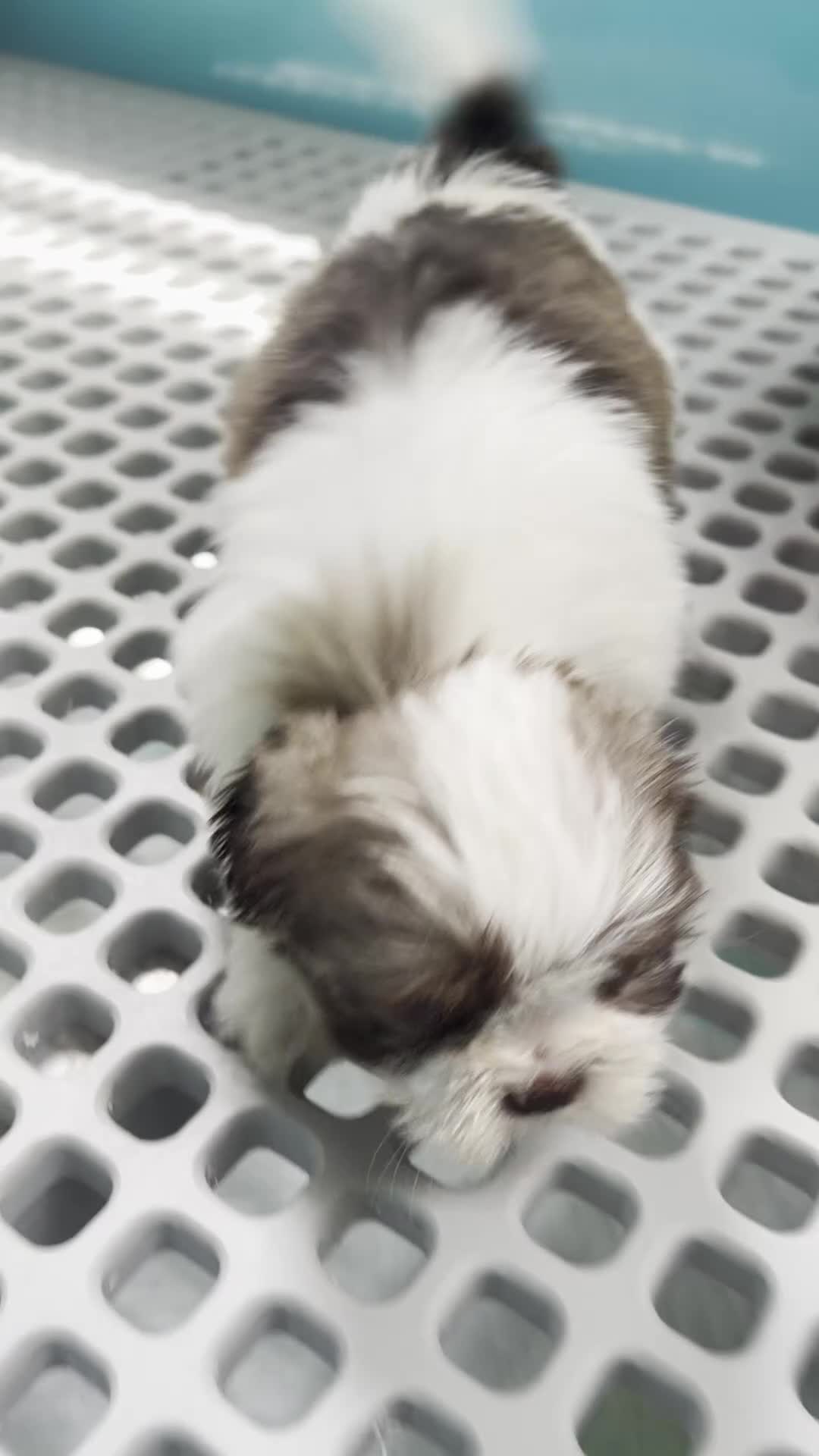 Shih Tzu dogs for sale: Hanna - Video 1