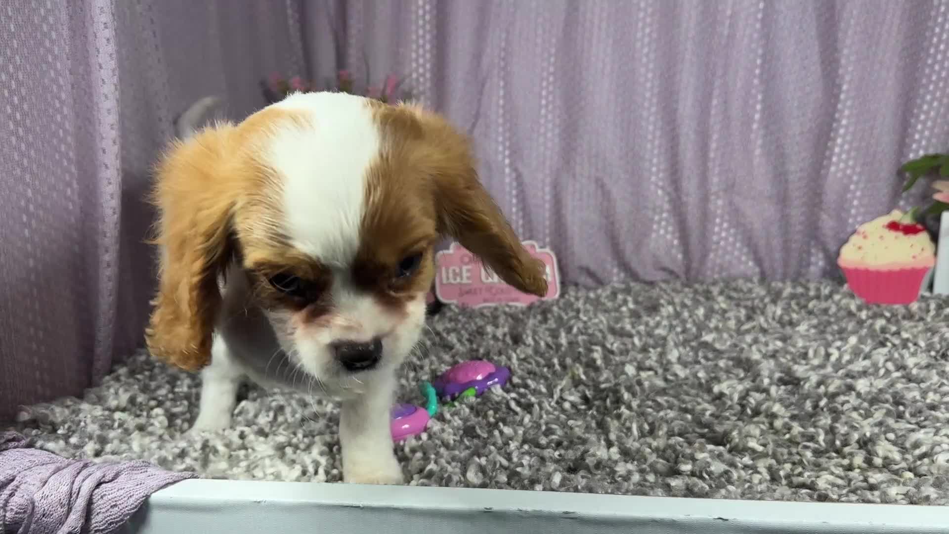 Cavalier King Charles Spaniel dogs for sale: Cavalier King Charles Spaniel 2 - Video 1