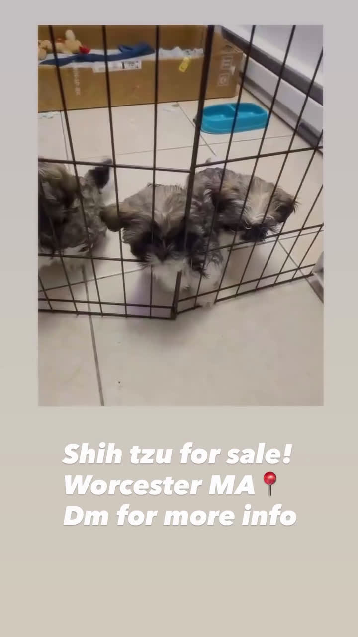 Shih Tzu dogs for sale: Shih Tzu Puppy 3 - Video 1