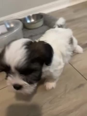 Malshi dogs for sale: Pumpkin - Video 1