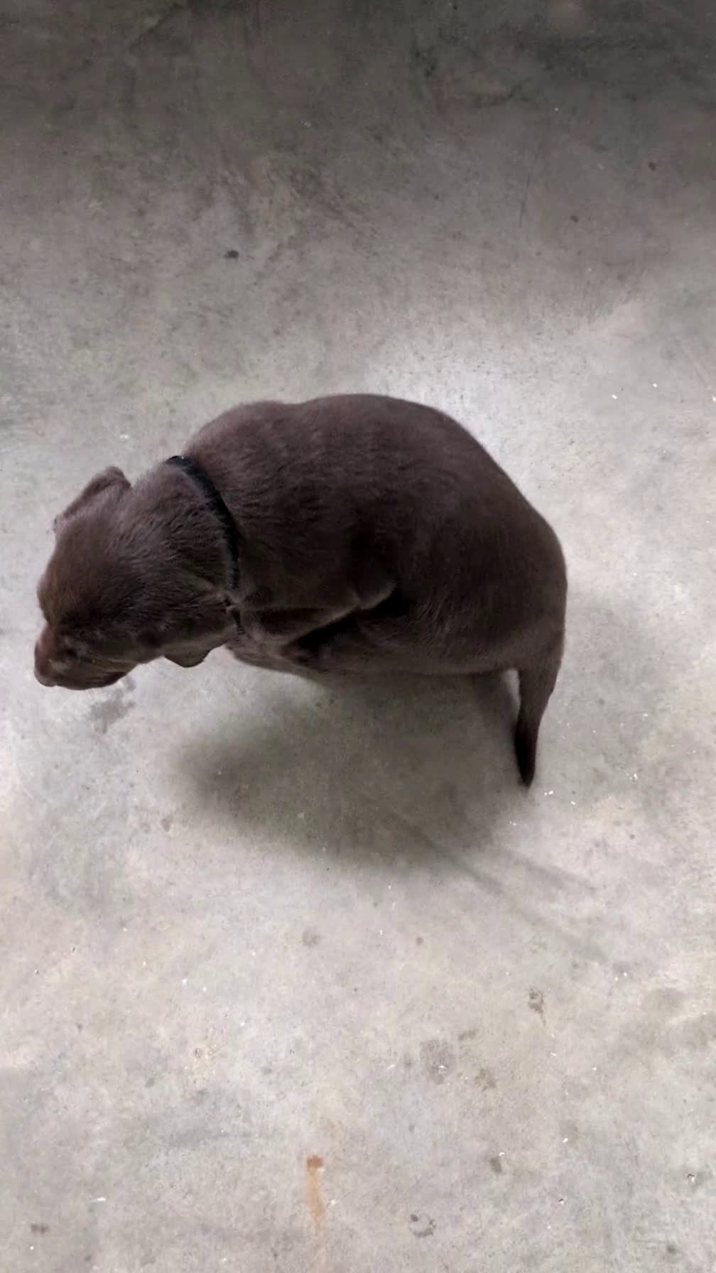 Labrador Retriever dogs for sale: Libby - Video 1