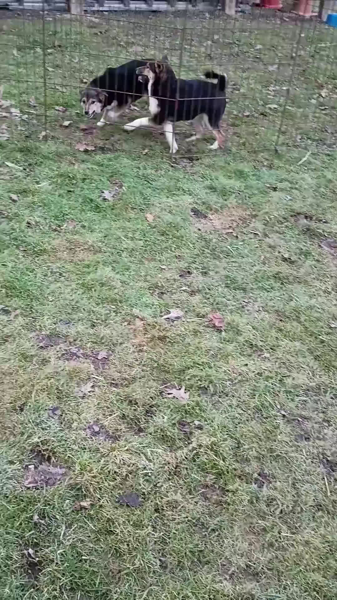 Shiba Inu dogs for sale: Holly  - Video 1