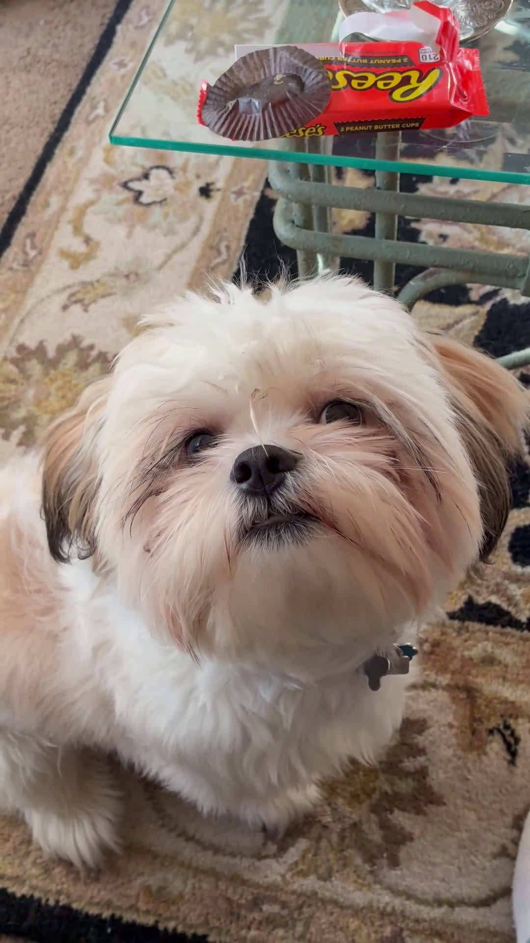 Shorkie dogs for stud: Paradise  - Video 2