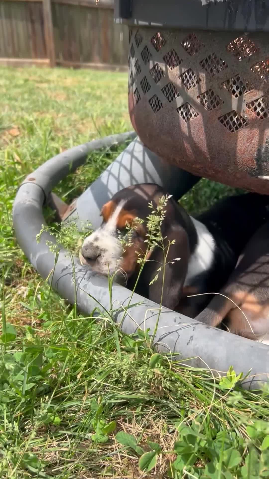 Basset Hound dogs for sale: Newt  - Video 1