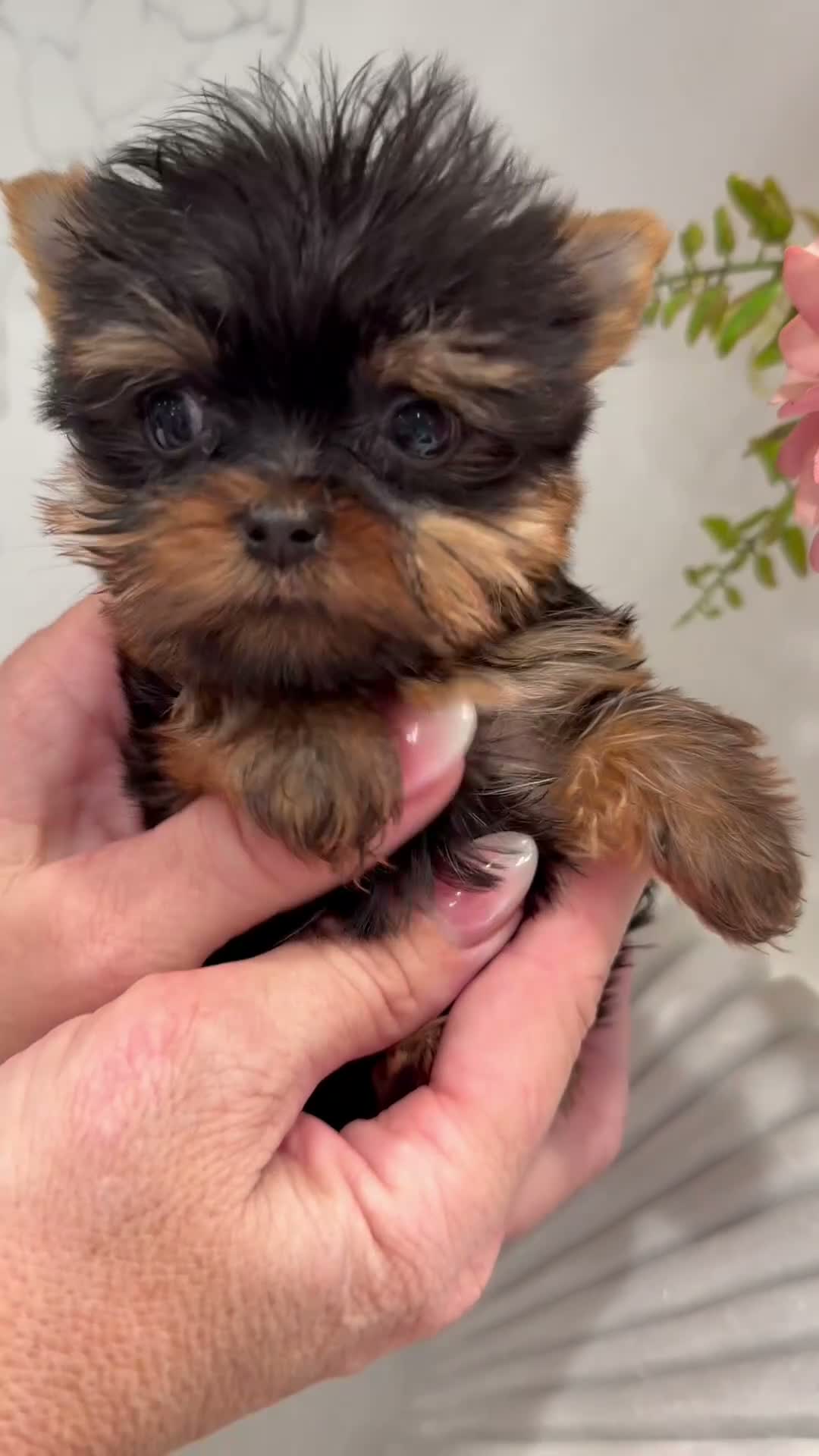 Yorkshire Terrier dogs for sale: Yorkshire Terrier 2 - Video 2