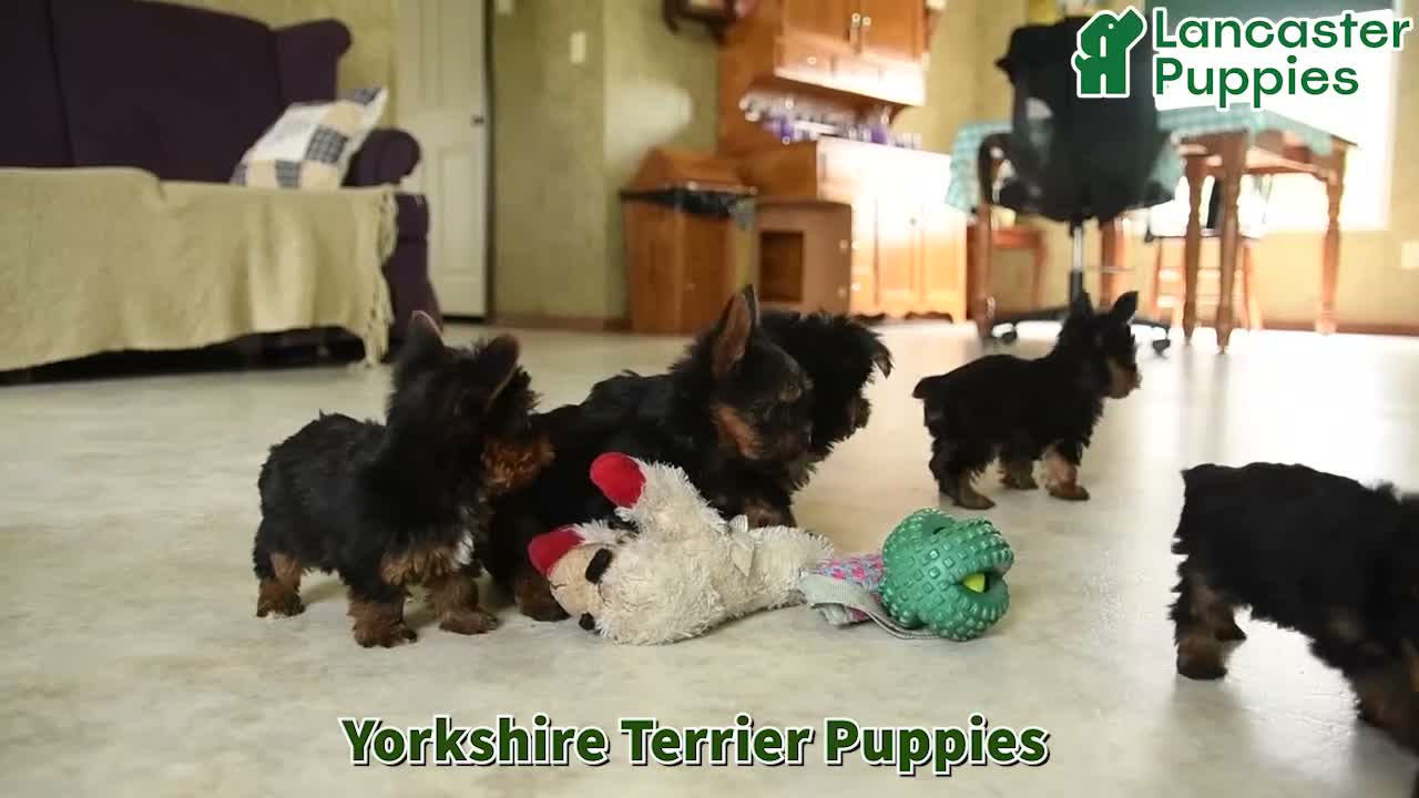 Yorkshire Terrier dogs for sale: Ginger - Video 1