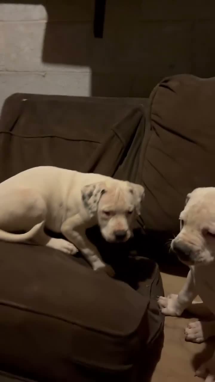 American Bulldog dogs for sale: Magnolia - Video 1