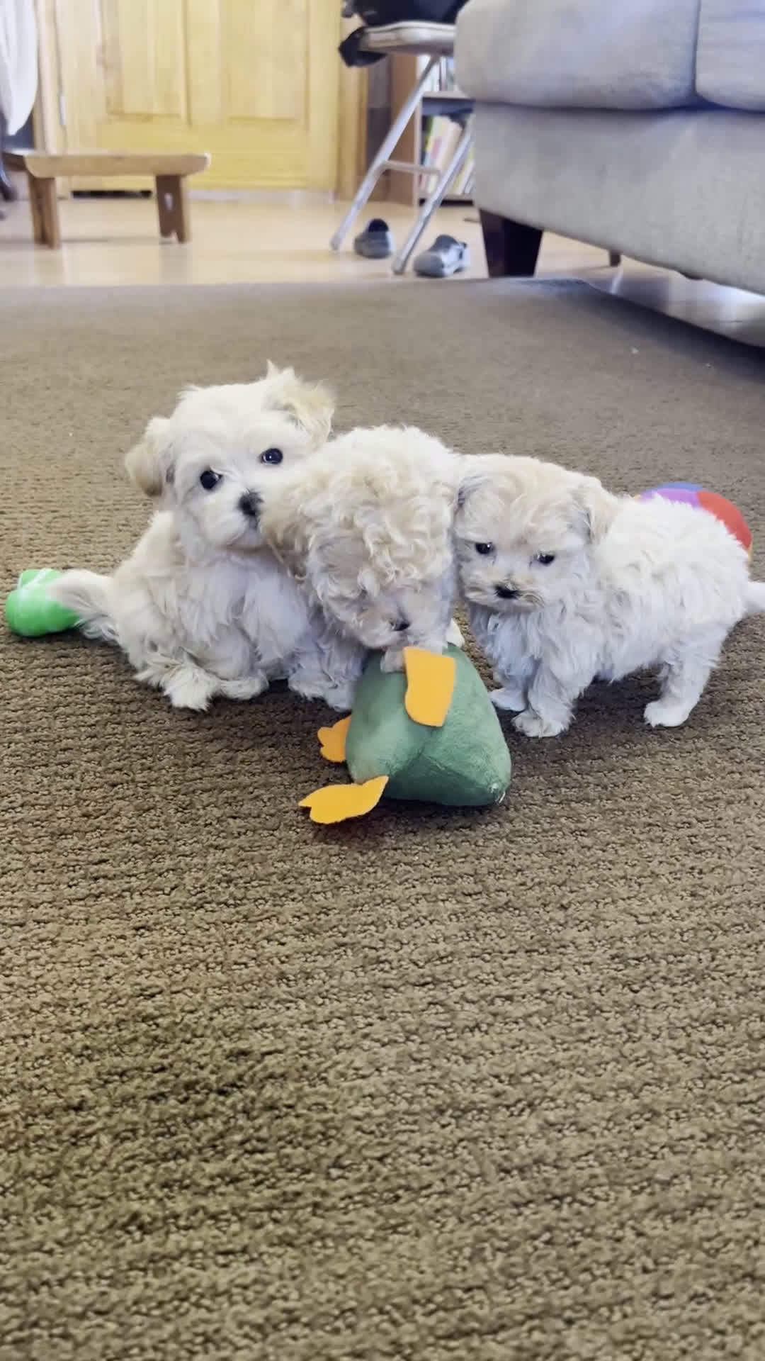 Maltipoo dogs for sale: Dixy - Video 1