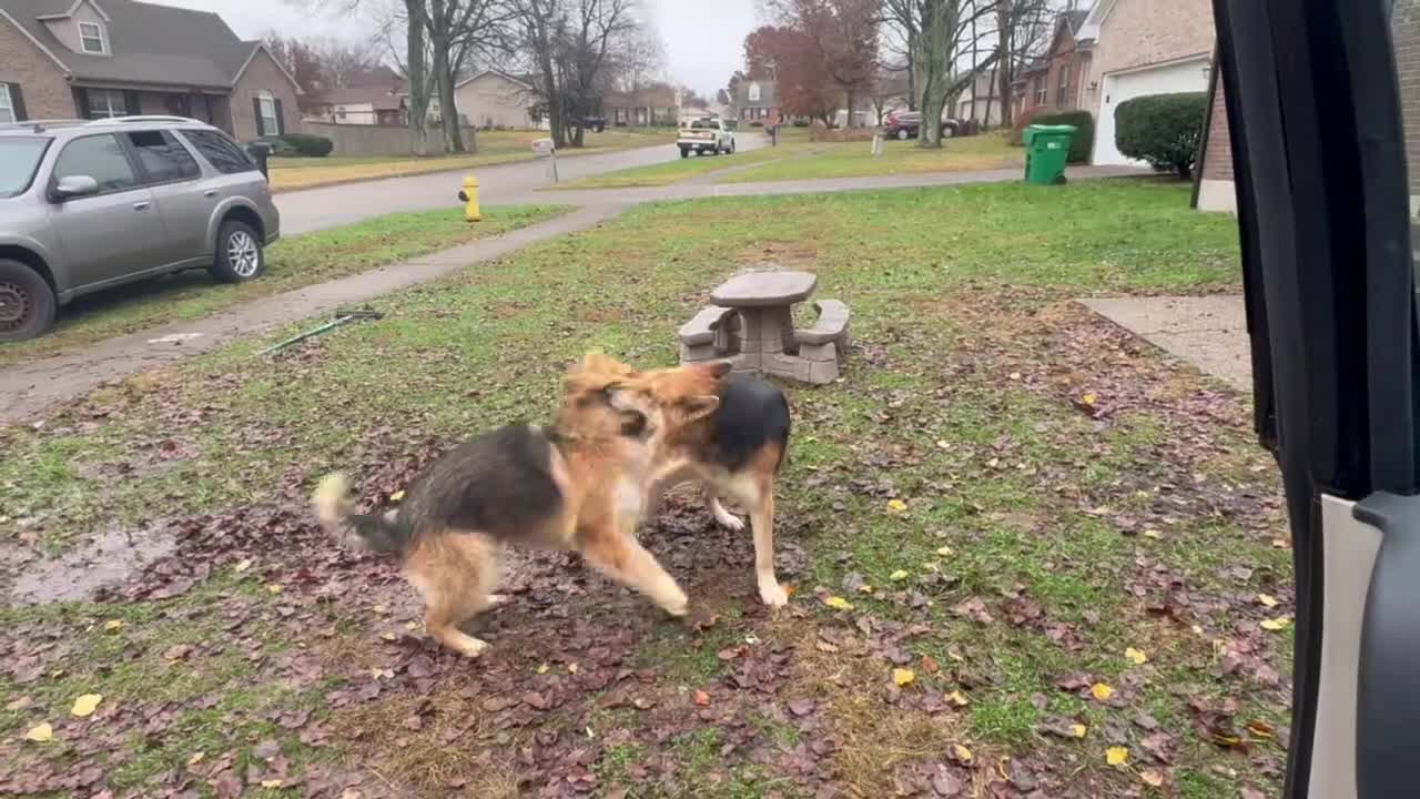German Shepherd dogs for stud: Axel  - Video 1
