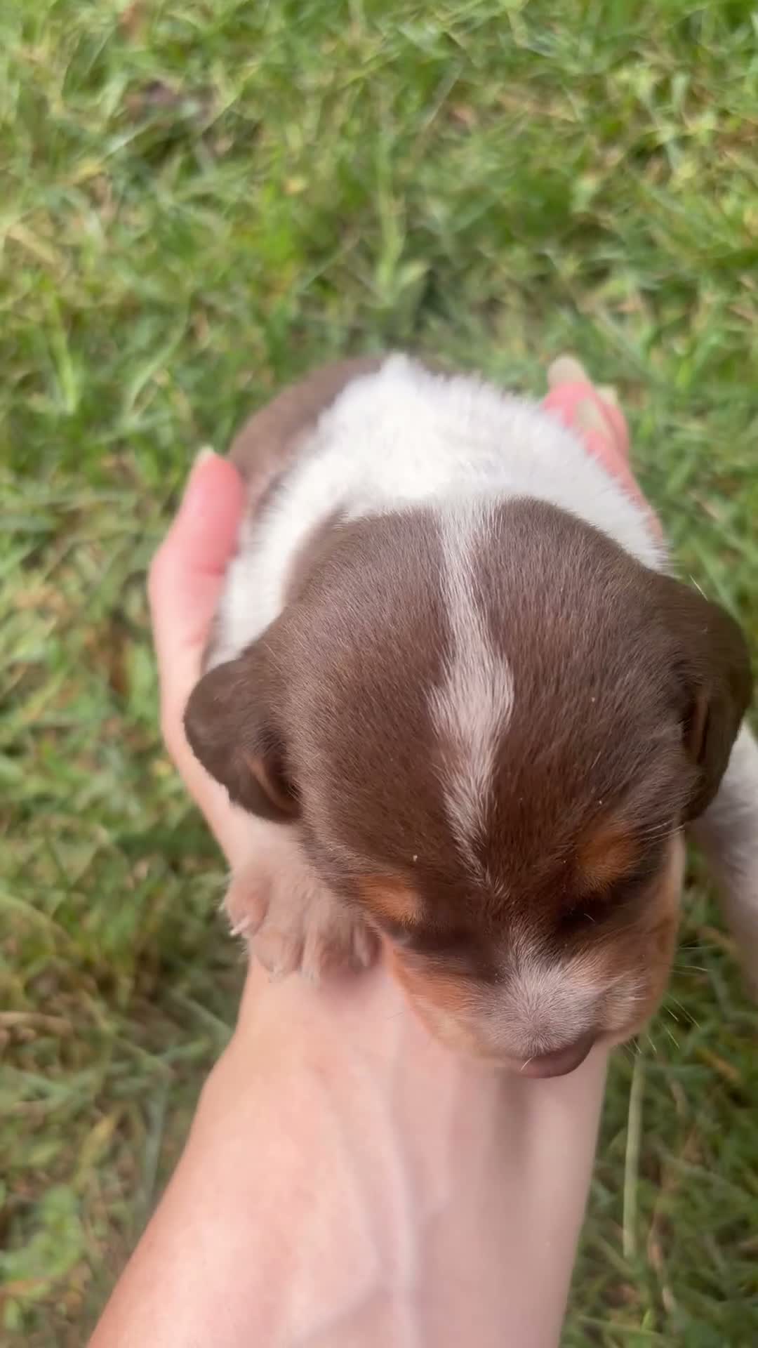 Beagle dogs for sale: Mr Green - Video 1