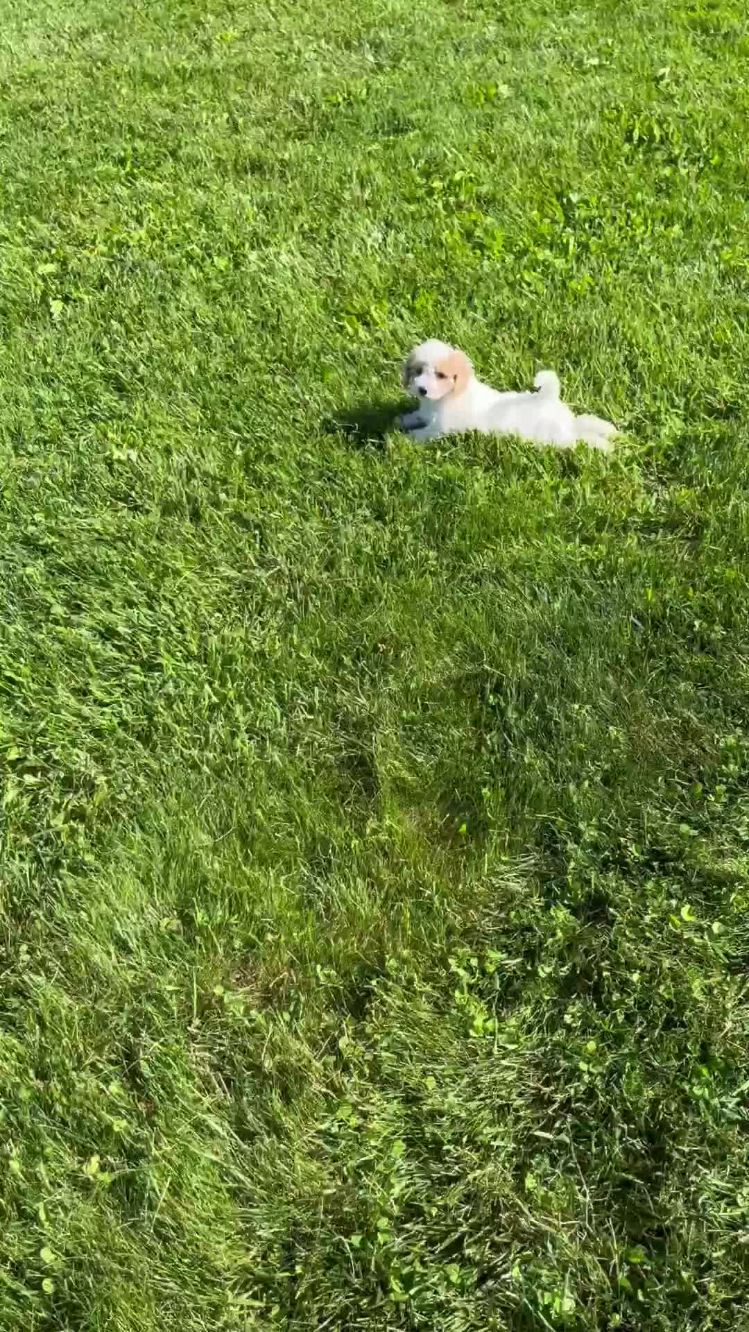 Cavapoo dogs for sale: Laina - Video 1