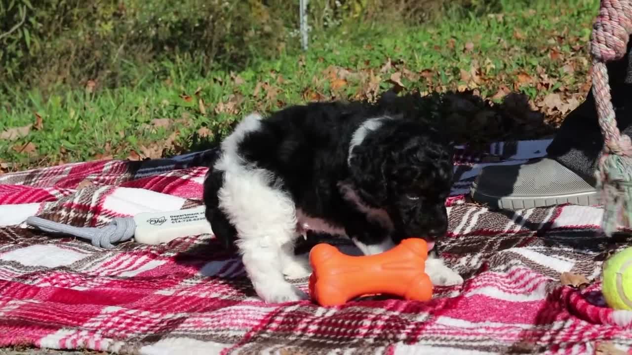 Miniature Poodle dogs for sale: Joey (AKC) - Video 1