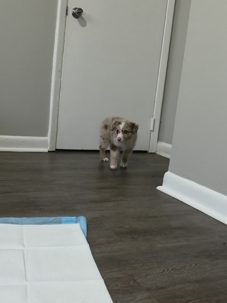 Australian Shepherd dogs for sale: Australian Shepherd 1 - Video 1
