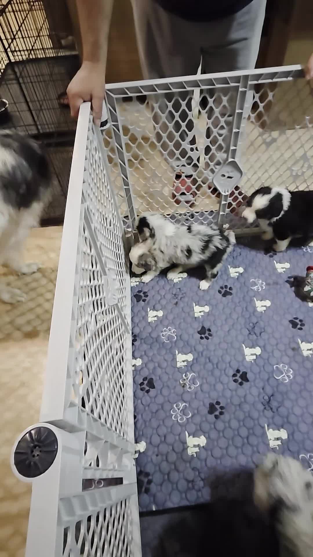 Australian Shepherd dogs for sale: Australian Shepherd Puppy 10 - Video 2