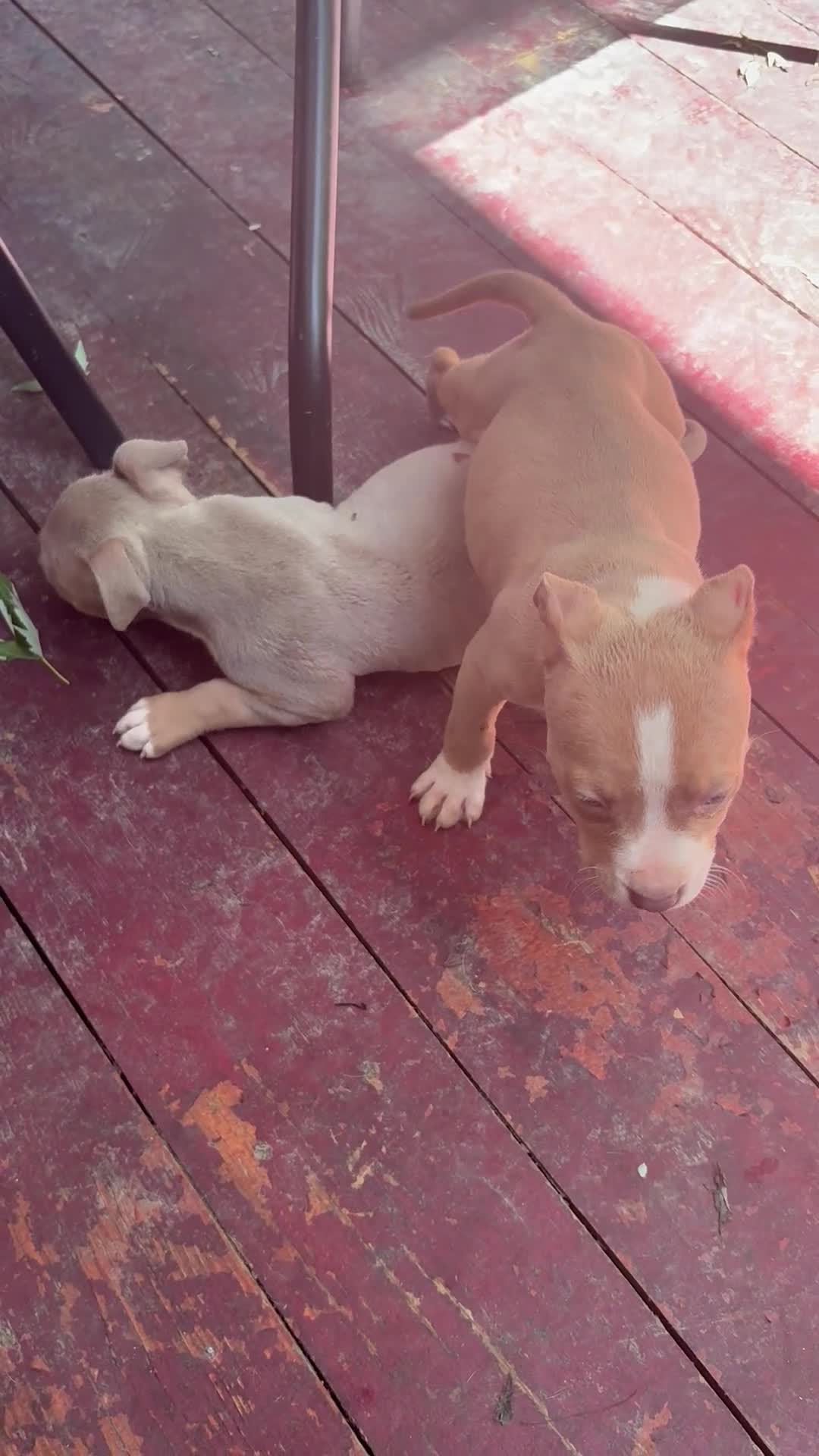 American Bully dogs for sale: American Bully Puppy 2 cinnamon  - Video 2