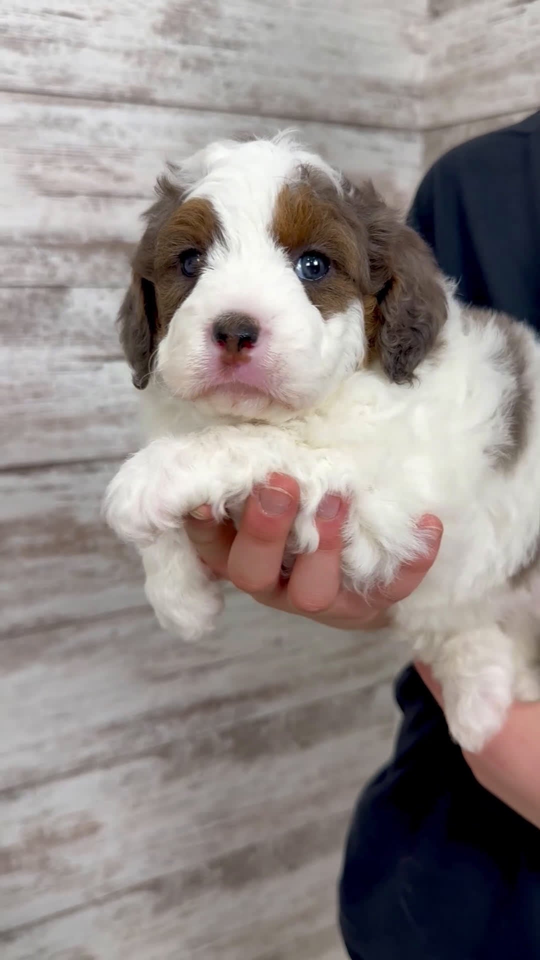 Mini Bernedoodle dogs for sale: Daisy - Video 1