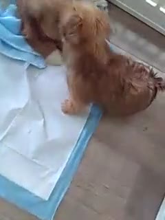 Shorkie dogs for sale: Paws - Video 1