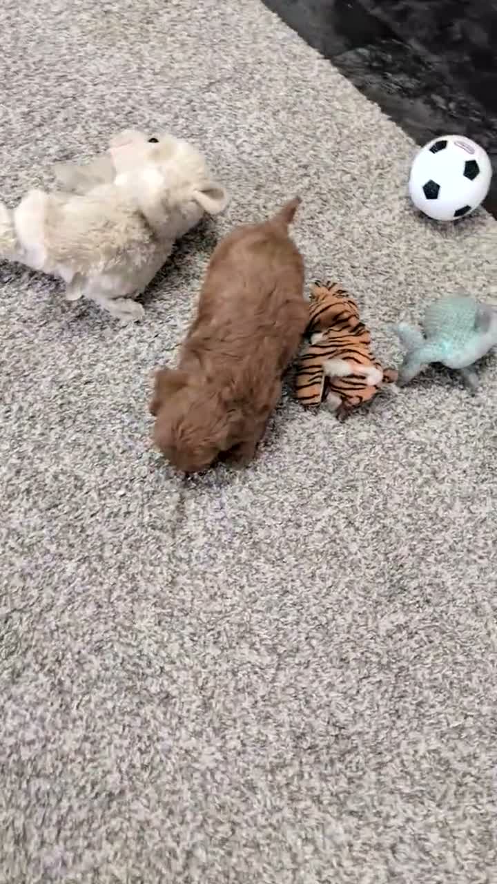 Mini Goldendoodle dogs for sale: Daisy - Video 1