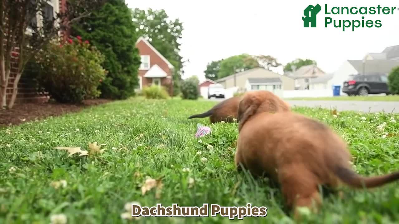 Dachshund dogs for sale: Tanner - Video 1