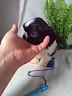 Shih Tzu dogs for sale: Bear - Video 1