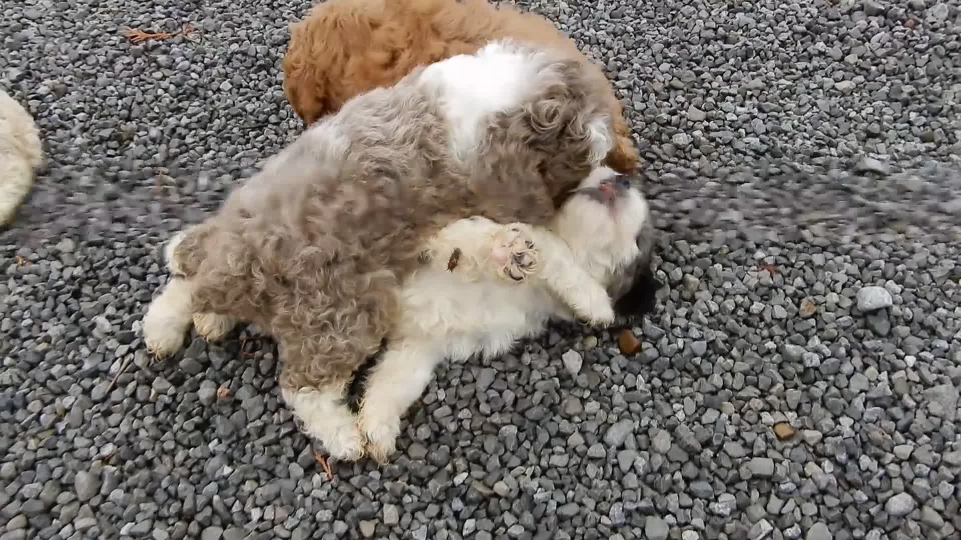 Cockapoo dogs for sale: Royal - Video 1