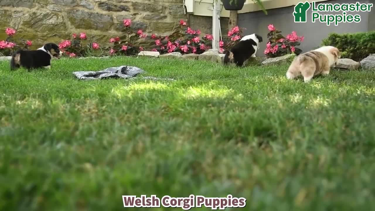 Welsh Corgi Pembroke dogs for sale: Misty - Video 1
