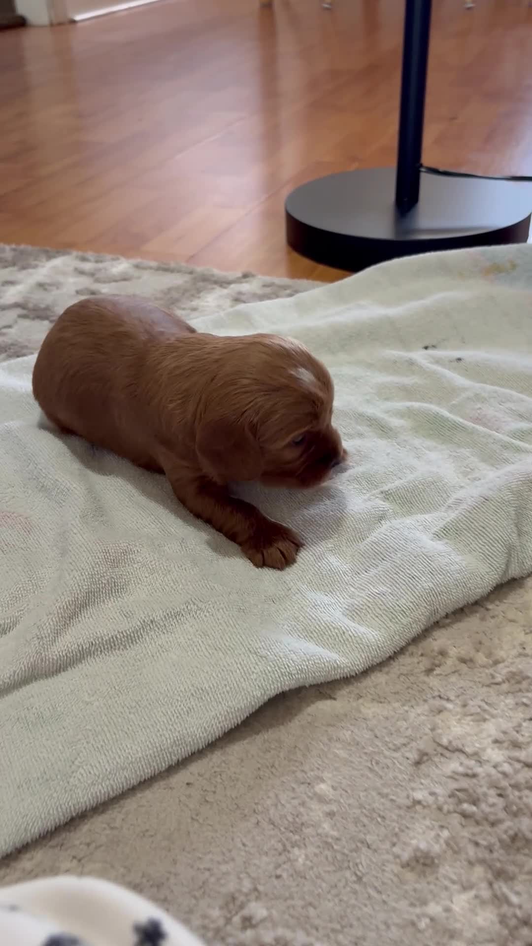 Cavapoo dogs for sale: Percy - Video 1