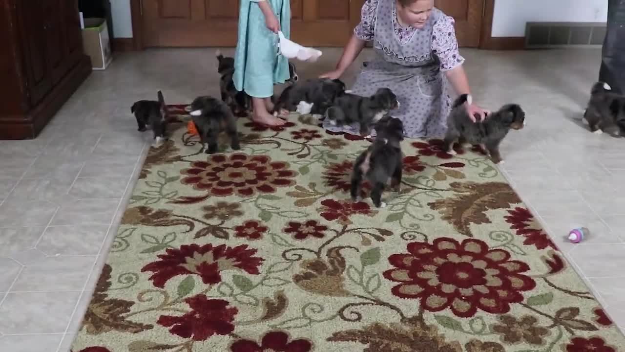 Mini Bernedoodle dogs for sale: Delfina - Video 1
