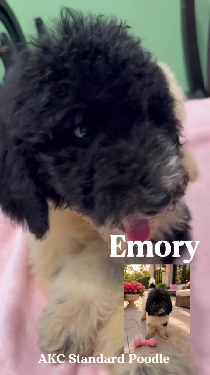 Standard Poodle dogs for sale: Emory  - Video 1