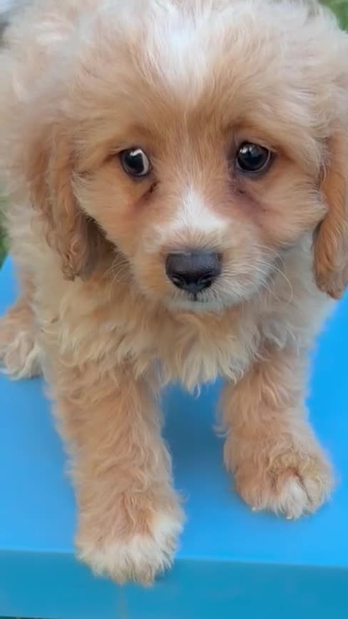 Maltipoo dogs for sale: Maltipoo 1 - Video 1