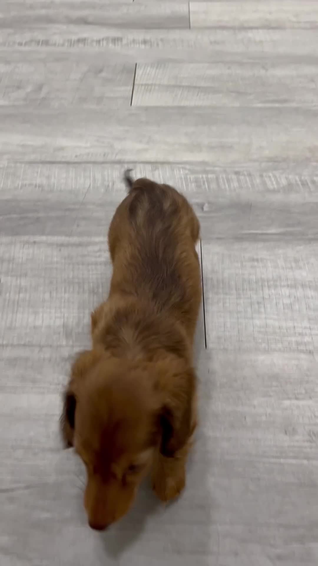 Miniature Dachshund dogs for sale: Felicia - Video 1