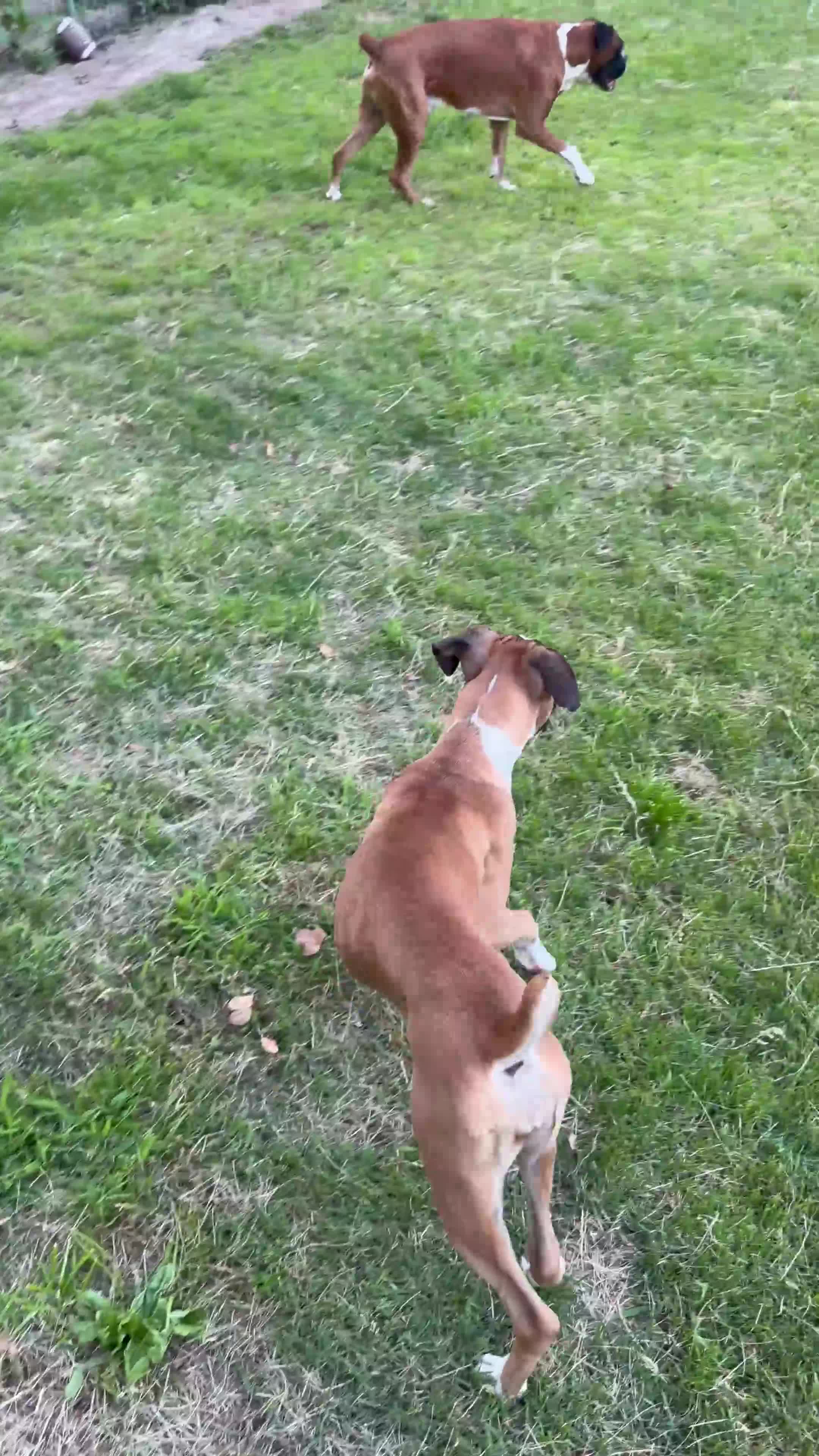 Boxer dogs for sale: Minnie - Video 1