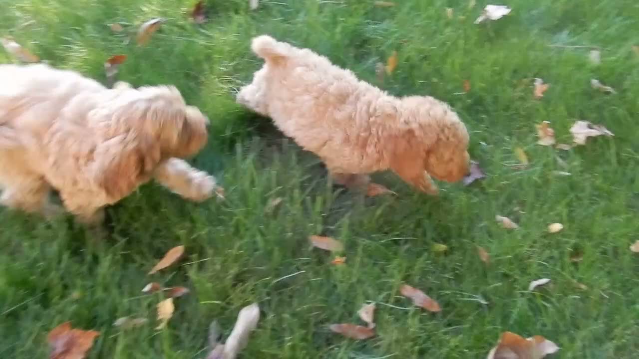 Mini Goldendoodle dogs for sale: Zara - Video 1