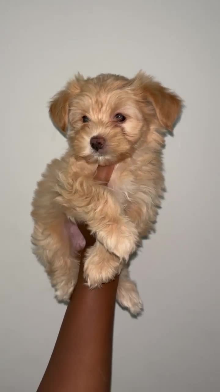Yorkshire Terrier dogs for sale: Willow - Video 8