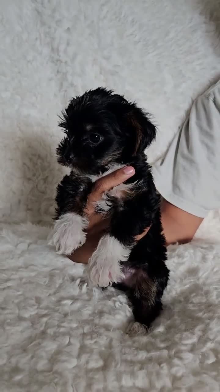 Yorkshire Terrier dogs for sale: Yorkshire Terrier 1 - Video 1
