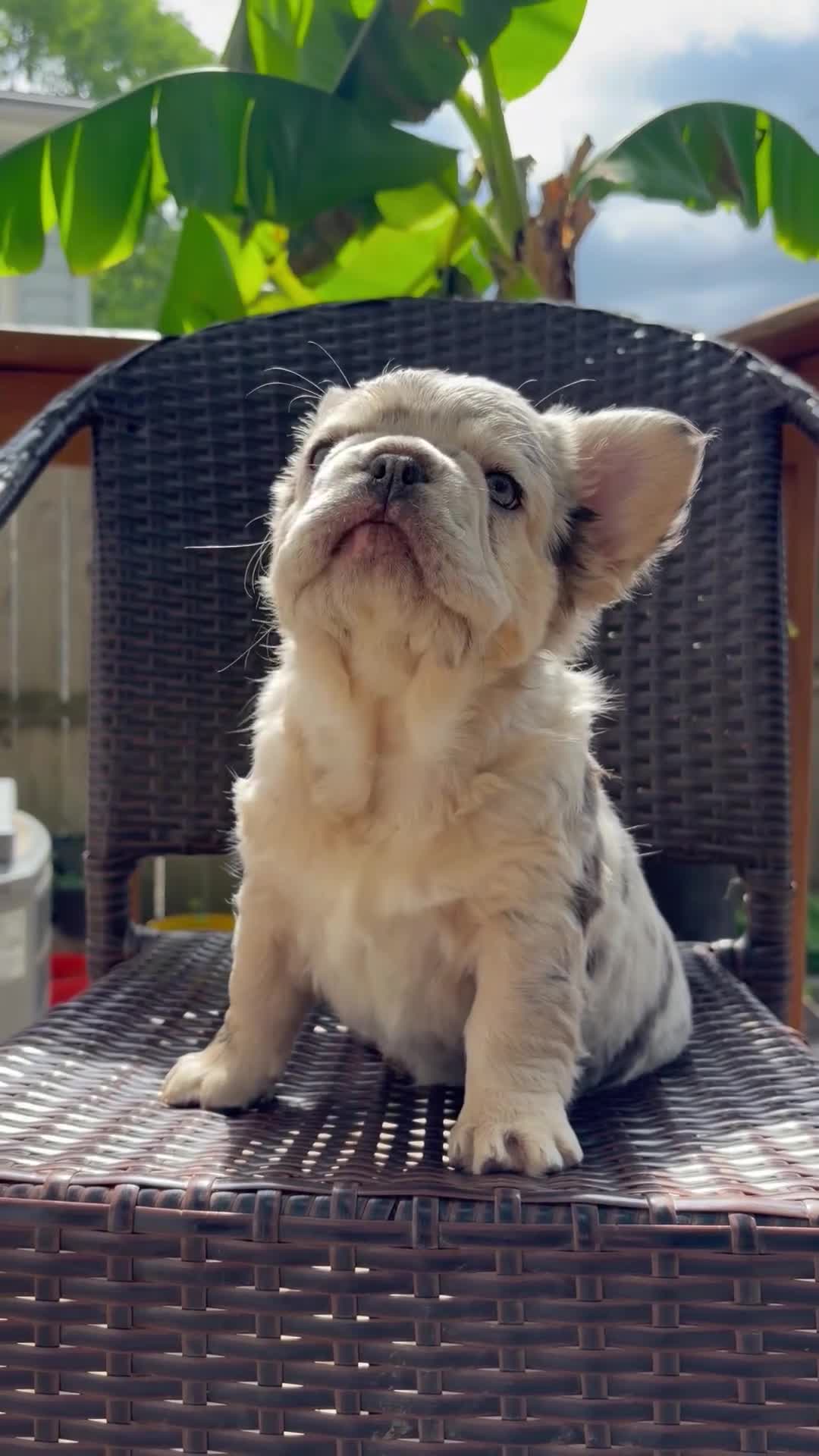 French Bulldog dogs for sale: French Bulldog Puppy 1 - Video 1