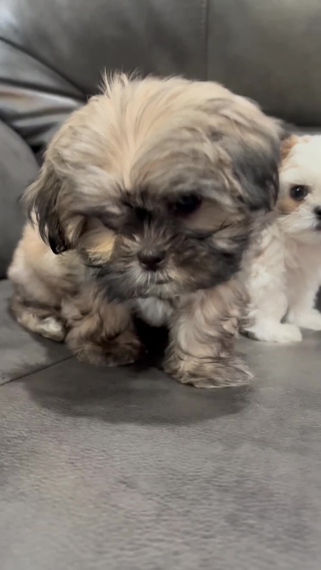 Shih Tzu dogs for sale: Lassy  - Video 1
