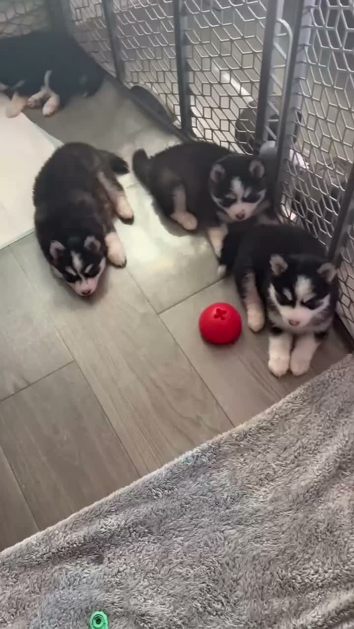Pomsky dogs for sale: Eclipse - Video 1