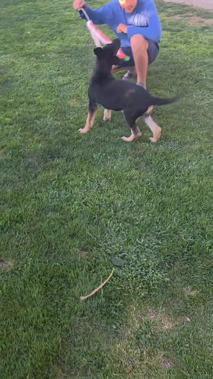 German Shepherd dogs for sale: Bibi - Video 1
