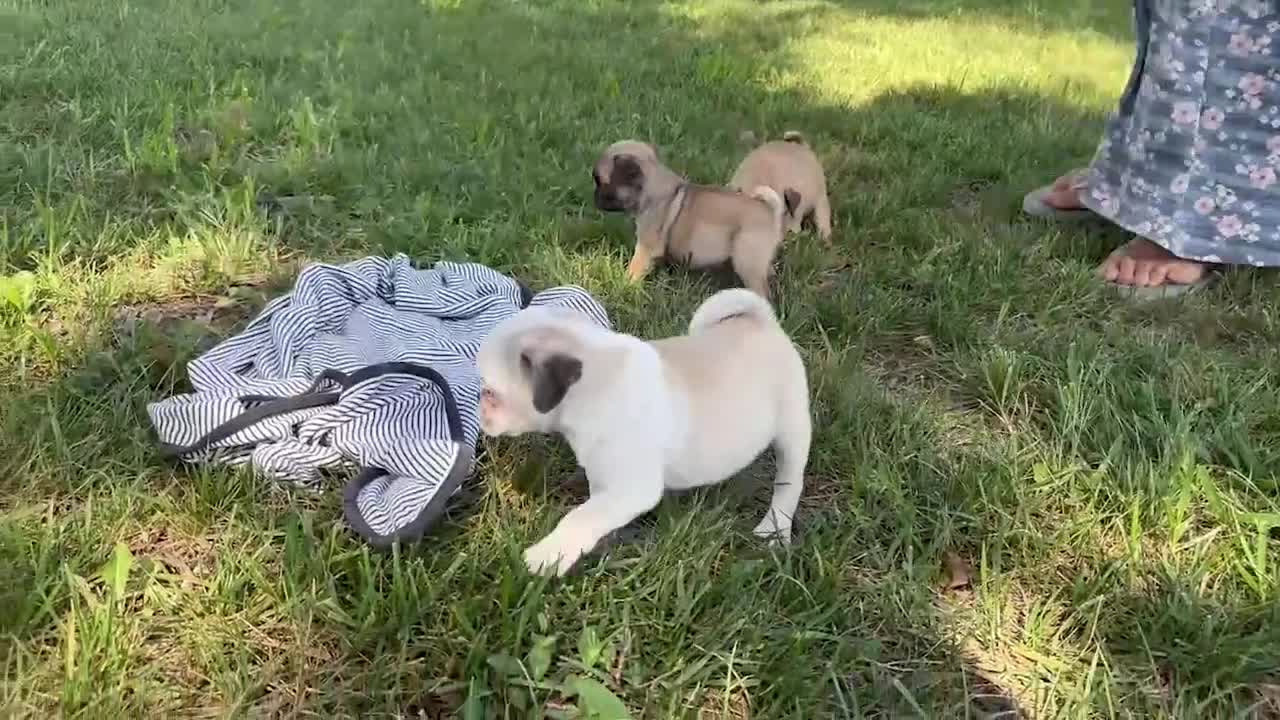 Pug dogs for sale: Bingo - Video 1