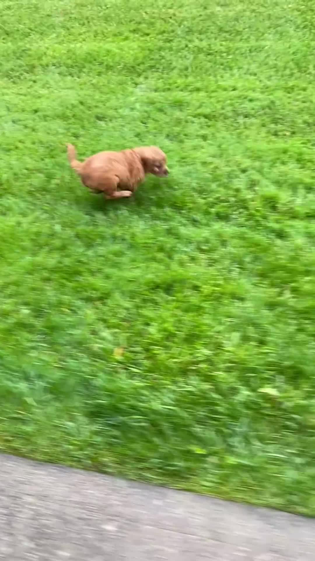 Miniature Golden Retriever dogs for sale: Moose - Video 1